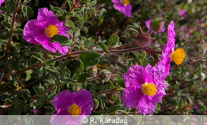 Cretan rockrose