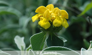 Phlomis sp.