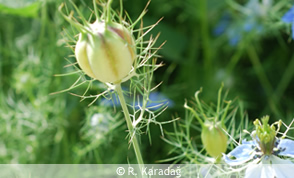 Damascus nigella