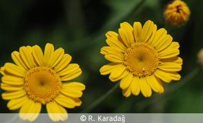 Golden Marguerite