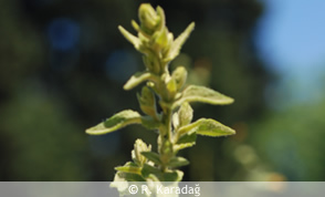 Showy mullein