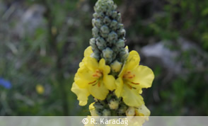 Mullein