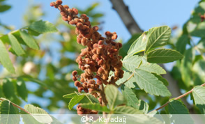 Sumac