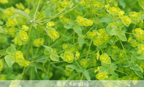 Pear routet spurge