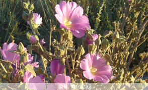 Hairy Mallow