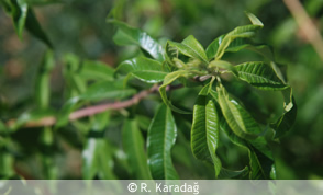 Lemon Verbena