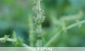 Red-Topped Sage