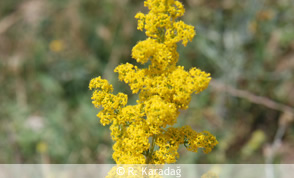 Yellow bedstraw