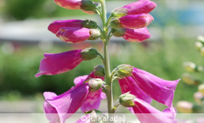 Digitalis