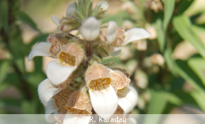 Woolly Foxglove